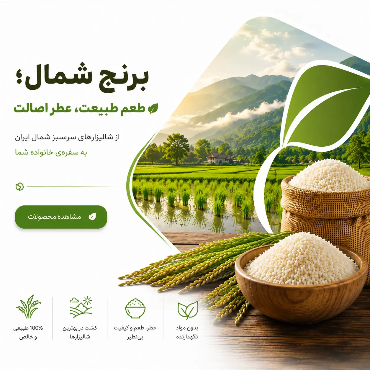 برنج شمال